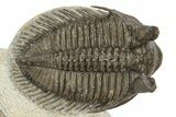 Triple Erbenochile Trilobite Association - Foum Zguid, Morocco #227801-13